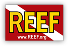 Reef.org logo yellow red